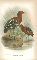 Постер Corethrura Pulchra 1