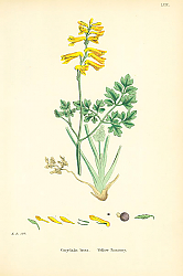 Постер Corydalis lutea. Yellow Fumitory. 1 Постер Corydalis lutea. Yellow Fumitory. 1