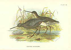 Постер Spotted Redshank
