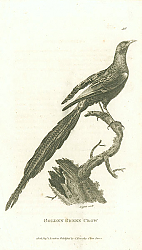 Постер Golden Green Crow