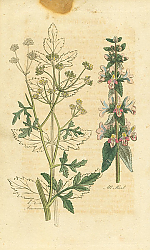 Постер Amomum, All Heal 1