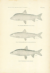 Постер Nelsons's Whitefish, The Round Whitefish, The Inconnu 1 Постер Nelsons's Whitefish, The Round Whitefish, The Inconnu 1