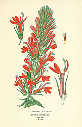 Постер Cardinal Flower (Lobelia Cardinalis) 1 Постер Cardinal Flower (Lobelia Cardinalis) 1