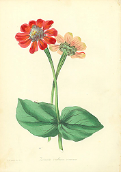 Постер Zinnia Violacea Coccinea