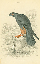 Постер Orange Legged Falcon