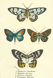 Постер Dysphania fenestrata, Sangala gloriosa, Milionia basalis, Euschema discalis Постер Dysphania fenestrata, Sangala gloriosa, Milionia basalis, Euschema discalis