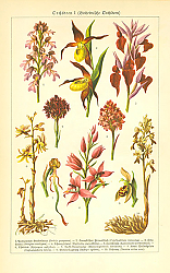 Постер Orchideen I 1