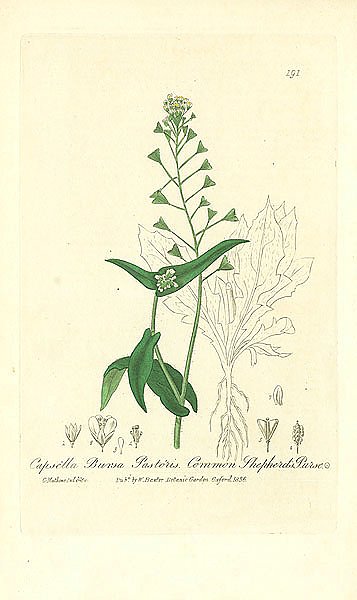 Capsella Bursa Pastoris. Common Shepherds Purse