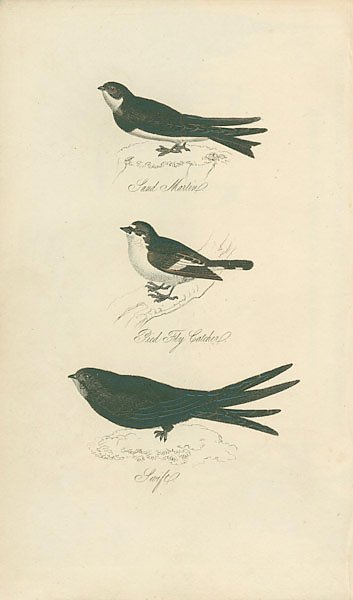 Land Martin, Pied Fly Catcher, Lurft 1