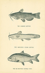 Постер The Common Catfish, The Margined Stone Catfish, The Big-mouthed Buffalo Fish 1 Постер The Common Catfish, The Margined Stone Catfish, The Big-mouthed Buffalo Fish 1