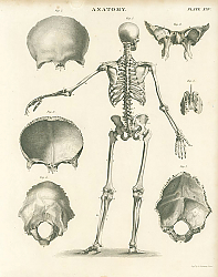 Постер Anatomy I