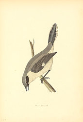 Постер Grey Shrike 3