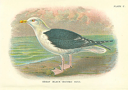 Постер Great Black-Backed Gull