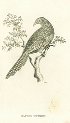 Постер Sacred Cuckow