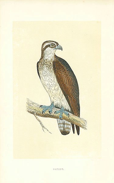 Osprey 1