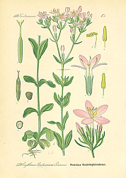 Постер Gentianaceae, Erythraea Centauruim Persoon 1 Постер Gentianaceae, Erythraea Centauruim Persoon 1