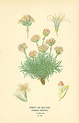 Постер Thrift or Sea-Pink (Armeria Maritima) 1 Постер Thrift or Sea-Pink (Armeria Maritima) 1