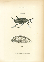 Постер Curculio