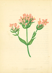 Постер Common Centaury 1