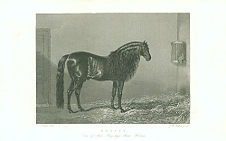 Постер Beauty, One of Her Majestys State Horses Постер Beauty, One of Her Majestys State Horses