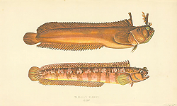 Постер Yarrells Blenny