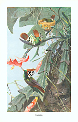 Постер Prachtelfe