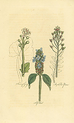 Постер Scurvy Grass, Shepherds Nurse, Self Heal 1 Постер Scurvy Grass, Shepherds Nurse, Self Heal 1