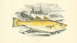 Постер Whiting