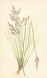 Постер Aira Flexuosa 1