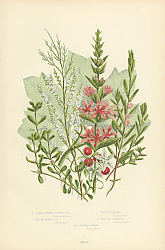 Постер Spiked Purple Loosestrife, Hyssop Leaved p.l., Water Purslane, English Tamarisk, Red Berried Briony 1