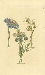 Постер Scabious, W. Saxifrage, Meadow Saxifrage 1 Постер Scabious, W. Saxifrage, Meadow Saxifrage 1