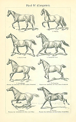 Постер Лошади IV (Gangarten)