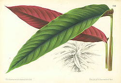 Постер Pannemaeker 1