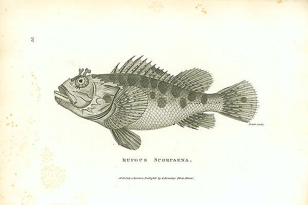 Rufous Scorpaena