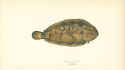 Постер Variegated Sole