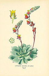 Постер Cotyledon Secunda, var. glauca 1