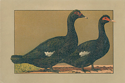 Постер Cayuga Ente 1