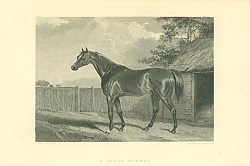 Постер A Derby Winner