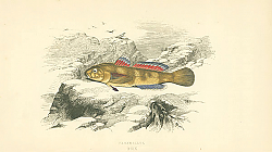 Постер Paganellus