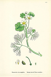 Постер Ranunculus Heterophyllus. Various Leaved Water-crowfoot. Постер Ranunculus Heterophyllus. Various Leaved Water-crowfoot.