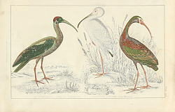 Постер Papillated Ibis, White Ibis, metallic Ibis 1 Постер Papillated Ibis, White Ibis, metallic Ibis 1