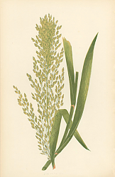 Постер Poa Aquanica 1