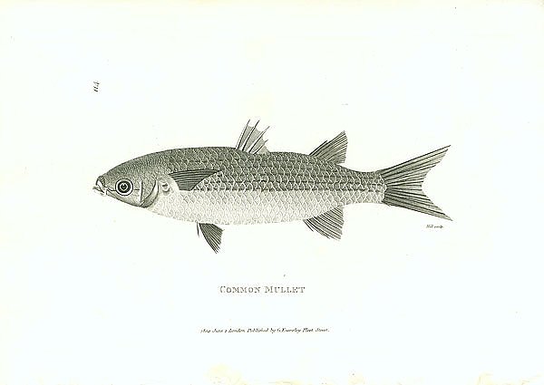 Common Mullet