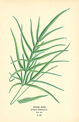 Постер Spider Fern (Pteris Serrulata) 1
