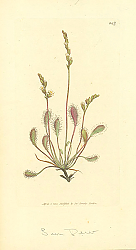 Постер Sowerby Ботаника №14