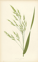 Постер Festuca Gigantea 1