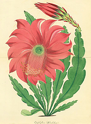 Постер Epiphyllum Splendidum 1