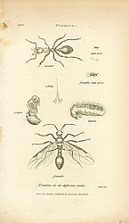 Постер Formica