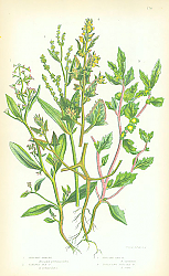 Постер Shrubby Orache, Stalked Sea, Frosted Sea, Spreading Fruited 1