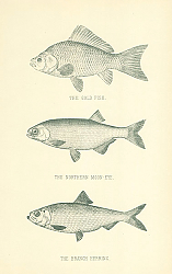 Постер The Gold Fish, The Northern Moon-Eye, The Branch Herring 2